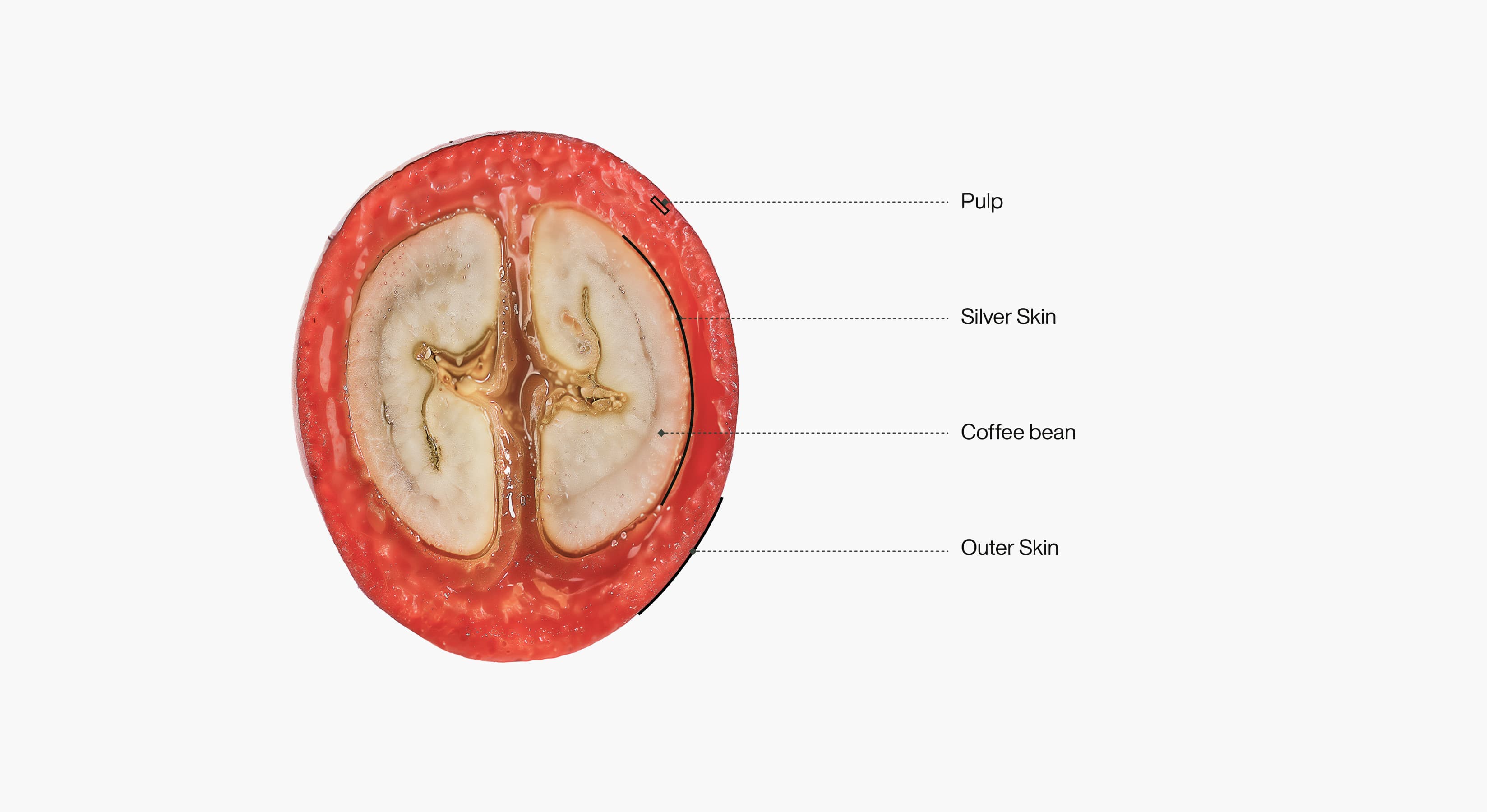 Microclustered Coffee Pulp Cellsap
