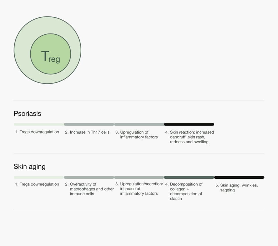 Regulatory T Cell