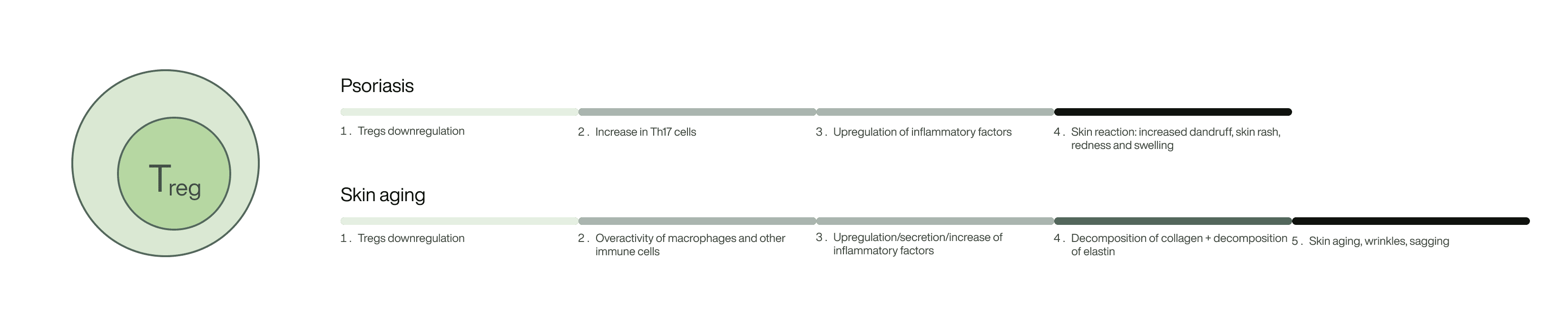 Regulatory T Cell