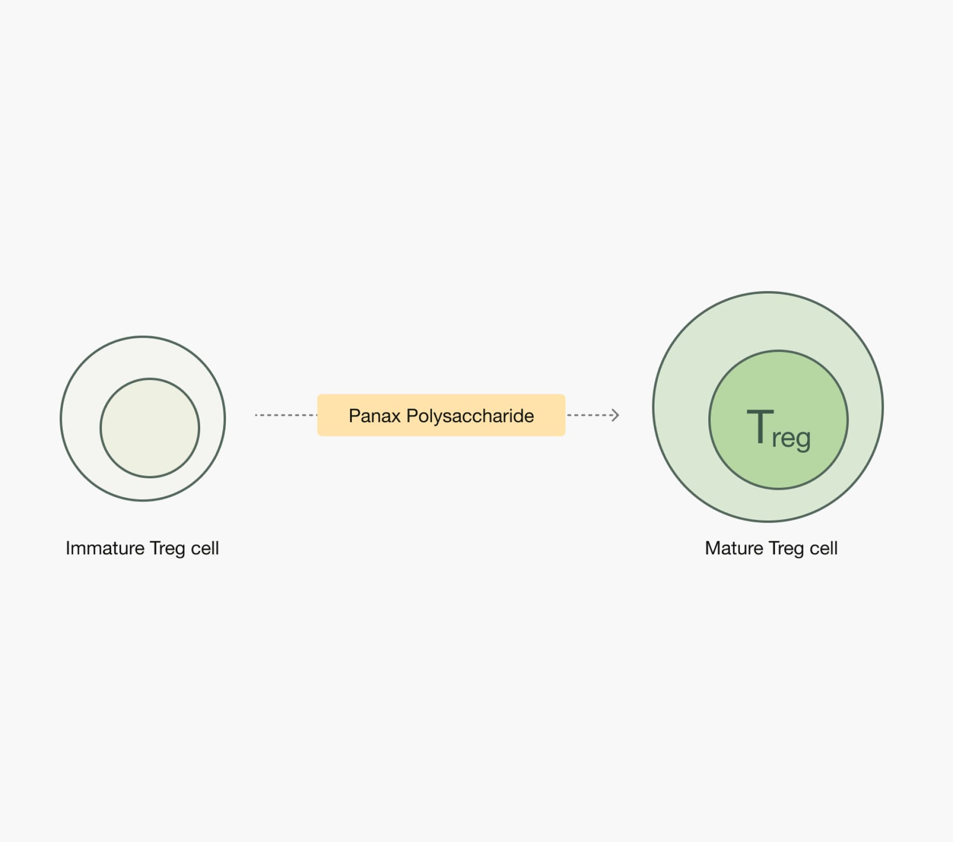 Regulatory T Cell